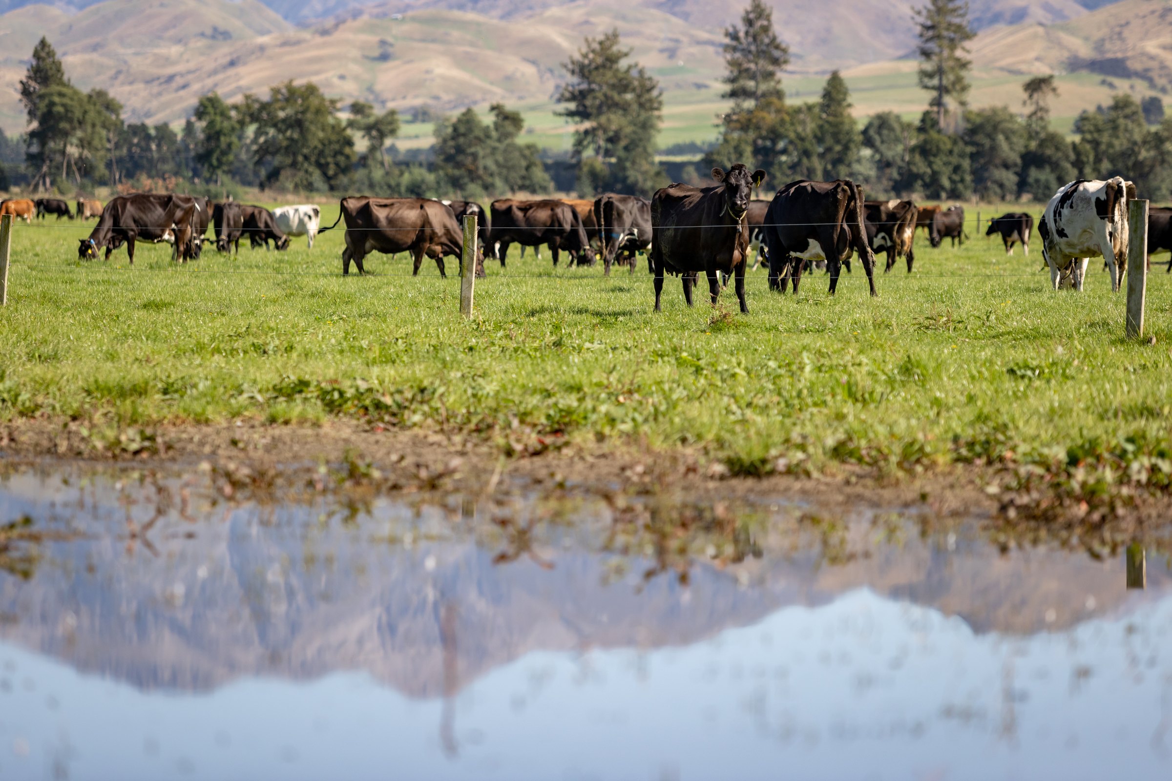 Dairy cattle grazing on Canterbury farmland with hills reflected in a paddock pool