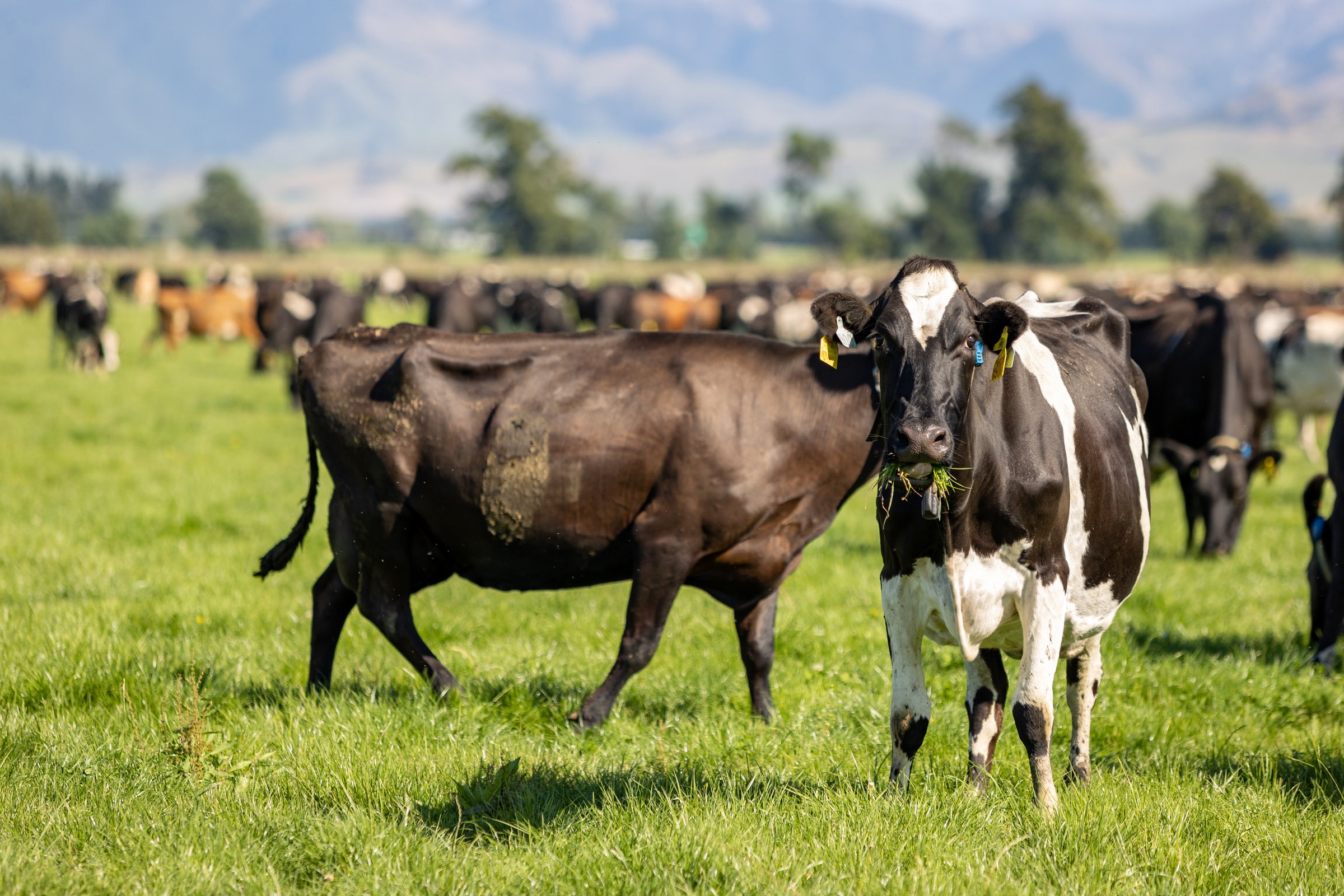 Dairy cattle grazing on a Canterbury dairy farm with mountains in the background