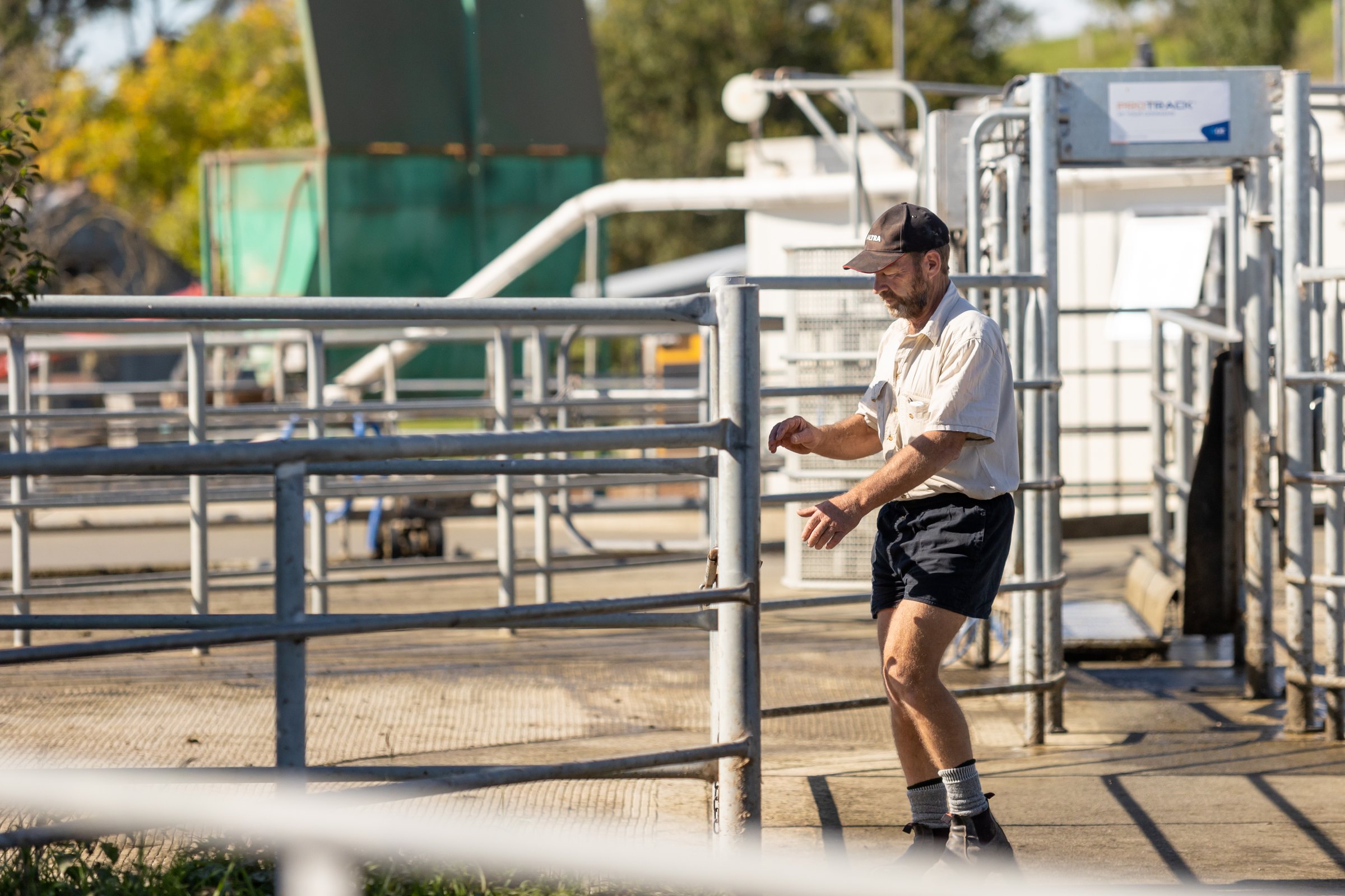 A farmer working in the cattle yards on a Canterbury dairy operation